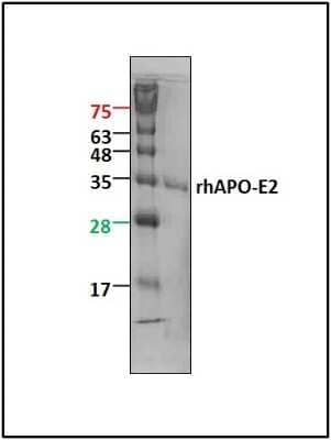 SDS-Page: Recombinant Human Apolipoprotein E/ApoE Protein [NBP1-99157]