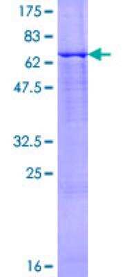 SDS-Page: Recombinant Human BCS1L Protein [H00000617-P01] - 12.5% SDS-PAGE Stained with Coomassie Blue.