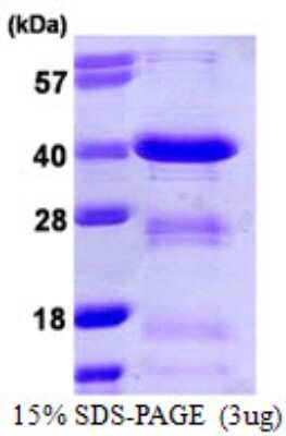 SDS-Page: Recombinant Human BOB1 Protein [NBP1-72368] - 15% SDS-PAGE (3ug)