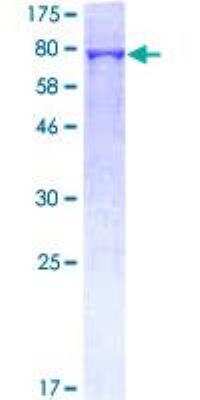 SDS-Page: Recombinant Human BPIFB1 Protein [H00092747-P01] - 12.5% SDS-PAGE Stained with Coomassie Blue.