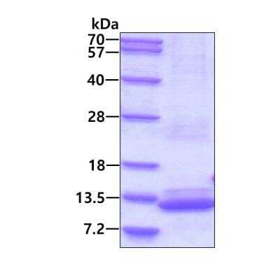 SDS-Page: Recombinant Human BRICK1 His Protein [NBP2-51529] - 3ug by SDS-PAGE under reducing condition and visualized by coomassie blue stain.