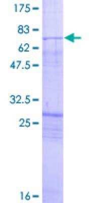SDS-Page: Recombinant Human Bradykinin RB1/BDKRB1 Protein [H00000623-P02] - 12.5% SDS-PAGE Stained with Coomassie Blue.