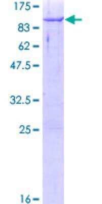 SDS-PAGE Recombinant Human CBFA2T3 GST (N-Term) Protein