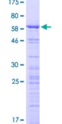 SDS-Page: Recombinant Human CCDC137 Protein [H00339230-P01] - 12.5% SDS-PAGE Stained with Coomassie Blue.