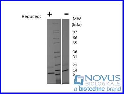 SDS-Page: Recombinant Human CCL19/MIP-3 beta Protein [NBP2-76233] - 1 ug in each lane (-) non-reducing conditions and (+) reducing conditions in a 4-20% Tris-Glycine gel.