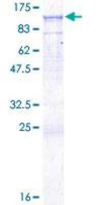 SDS-Page: Recombinant Human CD19 Protein [H00000930-P01] - 12.5% SDS-PAGE Stained with Coomassie Blue.