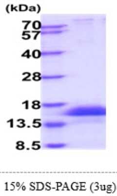 SDS-Page: Recombinant Human CD3 Protein [NBP2-61462] - 15% SDS-Page (3ug)