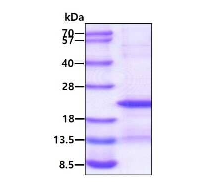 SDS-Page: Recombinant Human CD300e/LMIR6 Protein [NBP2-51872] - 3ug by SDS-PAGE under reducing condition and visualized by coomassie blue stain.