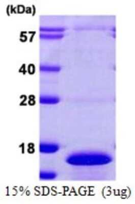 SDS-Page: Recombinant Human CDC26 Protein [NBP1-72341] - 15% SDS-PAGE (3ug)