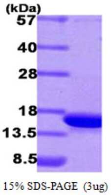 SDS-Page: Recombinant Human CDK2AP1 Protein [NBP1-40398] - 15 % SDS-PAGE (3ug)