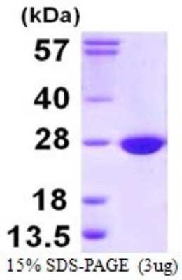 SDS-Page: Recombinant Human COX4NB Protein [NBP1-72435] - 15% SDS-PAGE (3ug)