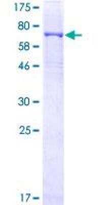 SDS-PAGE Recombinant Human CRBN GST (N-Term) Protein