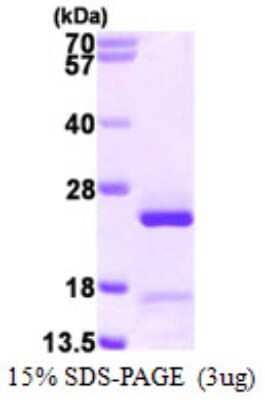SDS-PAGE Recombinant Human CRIF1 His Protein