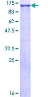 SDS-PAGE Recombinant Human CRM1 GST (N-Term) Protein