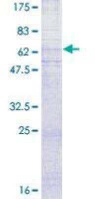 SDS-Page: Recombinant Human CXCR4 Protein [H00007852-P01] - 12.5% SDS-PAGE Stained with Coomassie Blue