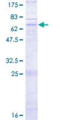 SDS-Page: Recombinant Human CXCR5 Protein [H00000643-P01] - 12.5% SDS-PAGE Stained with Coomassie Blue.