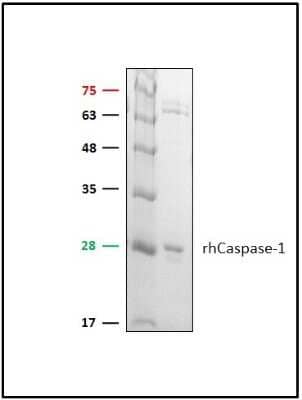 SDS-Page: Recombinant Human Caspase-1 Protein [NBP1-99608]