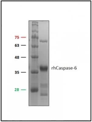 Recombinant Human Caspase-6 Protein [NBP1-99589]
