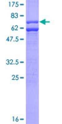 SDS-Page: Recombinant Human Caspase-9 Protein [H00000842-P01] - 12.5% SDS-PAGE Stained with Coomassie Blue.