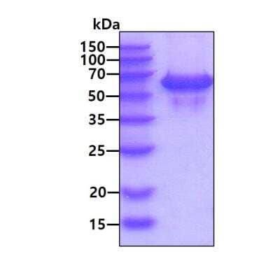 SDS-Page: Recombinant Human Cathepsin F His Protein [NBP3-11848] - 3ug by SDS-PAGE under reducing condition and visualized by coomassie blue stain