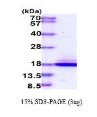 SDS-Page: Recombinant Human Chemerin His Protein [NBP2-77505] - 3ug by SDS-PAGE under reducing condition and visualized by coomassie blue stain.