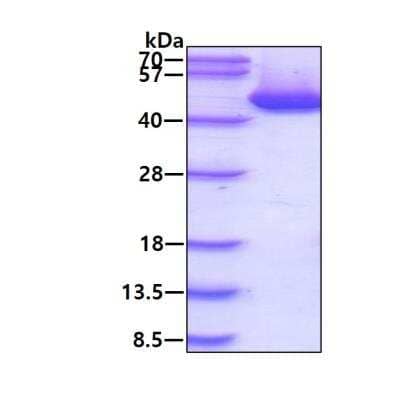 SDS-Page: Recombinant Human Cystathionase His Protein [NBP1-78832] - 3ug by SDS-PAGE under reducing condition and visualized by coomassie blue stain.