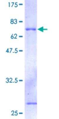 Recombinant Human DAP3 Protein [H00007818-P01] - 12.5% SDS-PAGE Stained with Coomassie Blue.