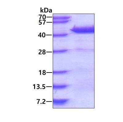 SDS-Page: Recombinant Human DNAJB4 His Protein [NBP2-23005] - 3ug by SDS-PAGE under reducing condition and visualized by coomassie blue stain.