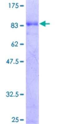 Recombinant Human EBF-1 Protein [H00001879-P01] - 12.5% SDS-PAGE Stained with Coomassie Blue.