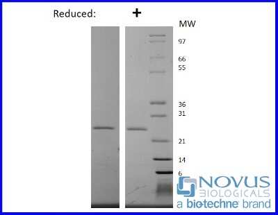 SDS-Page: Recombinant Human EBI3 Animal-Free Protein [NBP2-76296] - 1 ug in each lane (-) non-reducing conditions and (+) reducing conditions in a 4-20% Tris-Glycine gel.