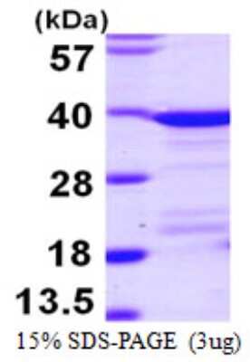 SDS-Page: Recombinant Human EEF1D Protein [NBP1-51028] - 15 % SDS-PAGE (3ug)