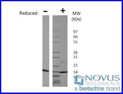 SDS-Page: Recombinant Human EG-VEGF/PK1 Animal-Free Protein [NBP2-76239] - 1 ug in each lane (-) non-reducing conditions and (+) reducing conditions in a 4-20% Tris-Glycine gel.