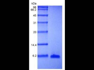 SDS-Page: Recombinant Human EGF Protein [NBP2-61377]