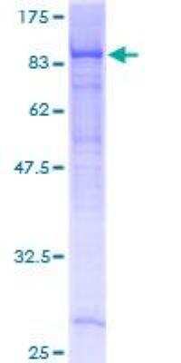 SDS-Page: Recombinant Human EHD4 Protein [H00030844-P01] - 12.5% SDS-PAGE Stained with Coomassie Blue.