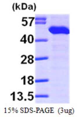 SDS-Page: Recombinant Human ERP44 Protein [NBP1-48324] - 15 % SDS-PAGE (3ug)