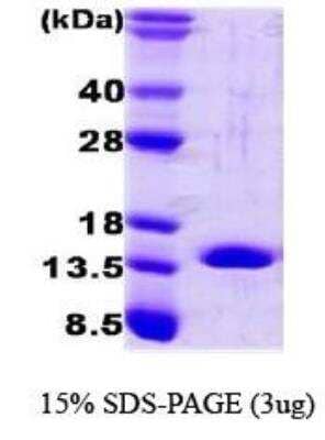 SDS-Page: Recombinant Human FABP4/A-FABP Protein [NBC1-18492] - FABP4, 14kDa (132aa), confirmed by MALDI-TOF with a purity of 95% by SDS - PAGE