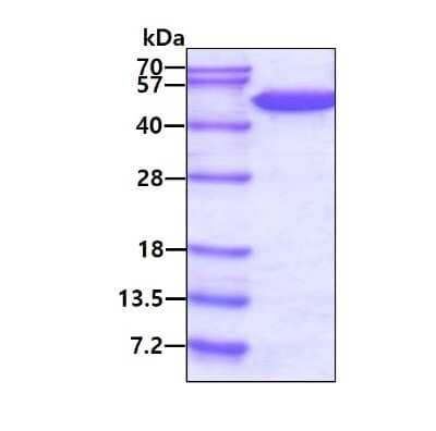 SDS-Page: Recombinant Human FADD GST (N-Term) Protein [NBC1-18513] - 3ug by SDS-PAGE under reducing condition and visualized by coomassie blue stain