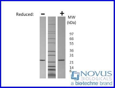 SDS-Page: Recombinant Human FGF-21 Animal-Free Protein [NBP2-76221] - 1 ug in each lane (-) non-reducing conditions and (+) reducing conditions in a 4-20% Tris-Glycine gel.