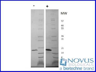 SDS-Page: Recombinant Human FGF-22 Protein [NBP2-76214] - 1 ug in each lane (-) non-reducing conditions and (+) reducing conditions in a 4-20% Tris-Glycine gel.