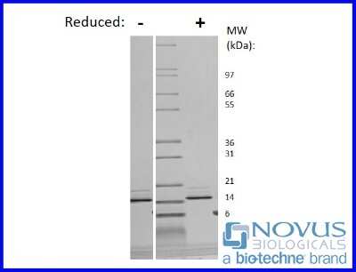 SDS-Page: Recombinant Human FGF-6 Animal-Free Protein [NBP2-76276] - 1 ug in each lane (-) non-reducing conditions and (+) reducing conditions in a 4-20% Tris-Glycine gel.