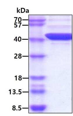 SDS-Page: Recombinant Human FIH-1/HIF-1AN Protein [NBC1-22596] - 3ug by SDS-PAGE under reducing condition and visualized by coomassie blue stain. Molecular Weight: 40.2 kDa (349 aa), confirmed by MALDI-TOF. Concentration: 1 mg/ml (determined by Bradford assay) 