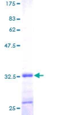 SDS-Page: Recombinant Human FXYD2 Protein [H00000486-P01] - 12.5% SDS-PAGE Stained with Coomassie Blue.