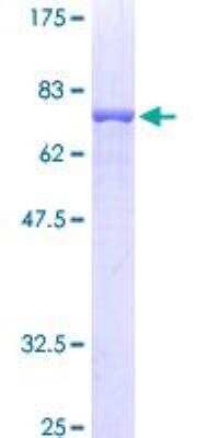 SDS-Page: Recombinant Human Flotillin 2 Protein [H00002319-P01] - 12.5% SDS-PAGE Stained with Coomassie Blue.