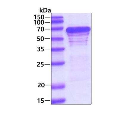 SDS-Page: Recombinant Human G3BP1 His Protein [NBP1-50925] - 3ug by SDS-PAGE under reducing condition and visualized by coomassie blue stain.