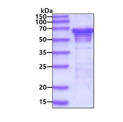 SDS-PAGE Recombinant Human G3BP2 His Protein