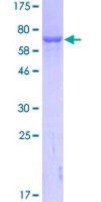 SDS-Page: Recombinant Human GART Protein [H00002618-P01] - 12.5% SDS-PAGE Stained with Coomassie Blue.