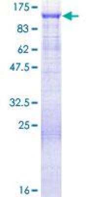 SDS-Page: Recombinant Human GAS2L1 Protein [H00010634-P01] - 12.5% SDS-PAGE Stained with Coomassie Blue.