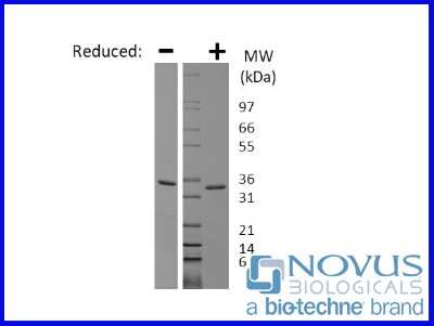 SDS-Page: Recombinant Human GDF-8/Myostatin Protein [NBP2-76227] - 1 ug in each lane (-) non-reducing conditions and (+) reducing conditions in a 4-20% Tris-Glycine gel.
