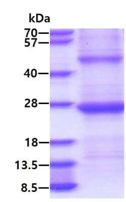 SDS-Page: Recombinant Human GILT/IFI30 Protein [NBP2-23146] - 3ug by SDS-PAGE under reducing condition and visualized by coomassie blue stain. Molecular Weight: 22.5 kDa (199aa) confirmed by MALDI-TOF