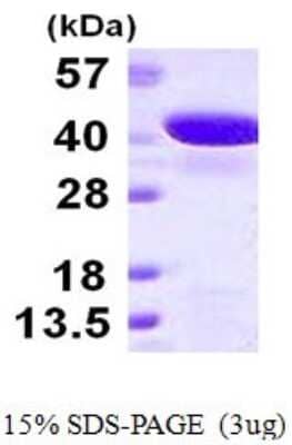 SDS-Page: Recombinant Human GIPC2 Protein [NBP1-78899] - 15% SDS-PAGE (3ug)